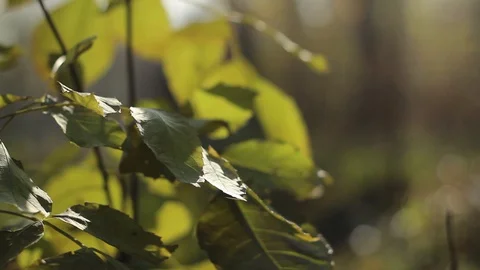 Leaves from a tree sway on a tree. Video stock 127840470