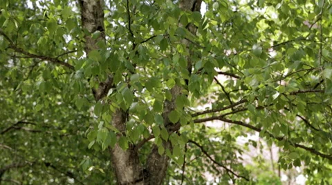 The leaves on the tree sway in the wind Stock Footage 64071835