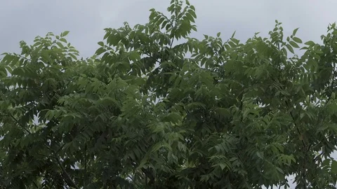 Leaves of a tree sway in the wind Stock Footage 116305460