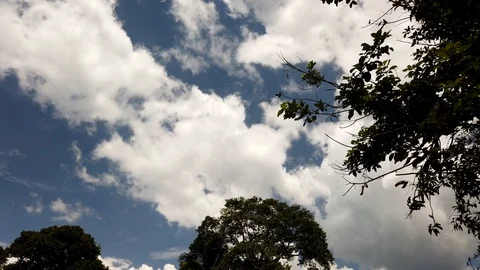 The leaves on the tree sway in the wind Stock Footage 120330789