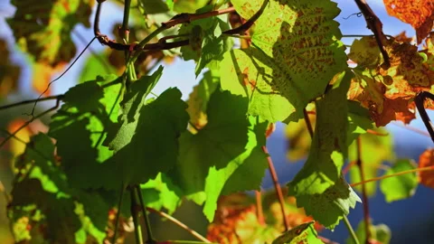 Leaves of the tree sway in the wind. They're sun-drenched. Green and red leaves Stock Footage 139454732