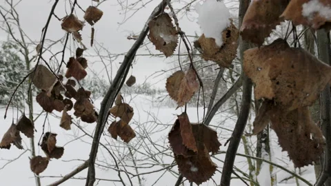 Leaves on the tree sway in the wind in the winter forest covered with snow Stock Footage 233066948