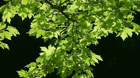 Leaves of a tree swayed in the wind Stock Footage 2205767