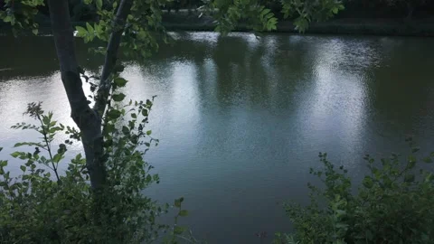 Leaves of a tree swaying in strong wind against the rippled water surface Stock Footage 344763775