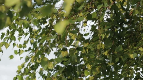 Leaves of a tree swaying in the wind. 20 seconds Stock Footage 46950164