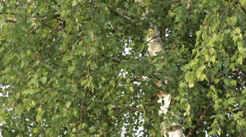 Leaves of a tree swaying in the wind. 45 seconds 스톡 동영상 46950107