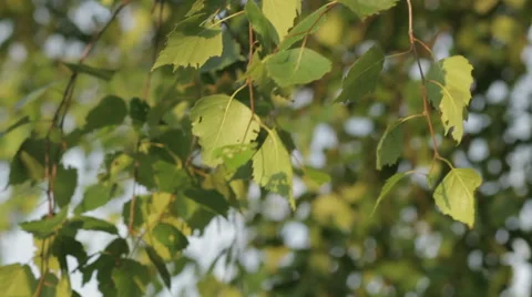 Leaves of a tree swaying in the wind 60 seconds Stock Footage 46950192