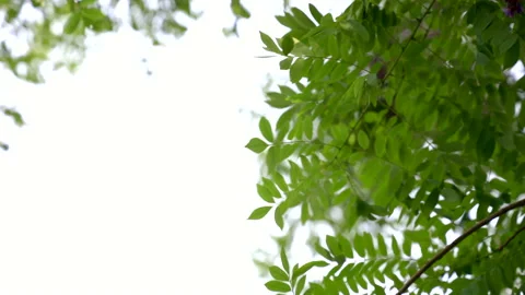  Leaves of tree swaying with wind. Beautiful Nature background tree Stock Footage 153882952