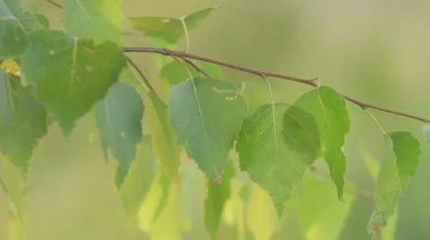 Leaves of a tree swaying in the wind. Close-up. 60 seconds Stock Footage 46950185