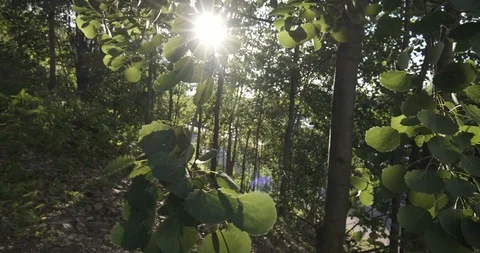Leaves on the tree swaying in the wind in the sun Stock Footage 113743131