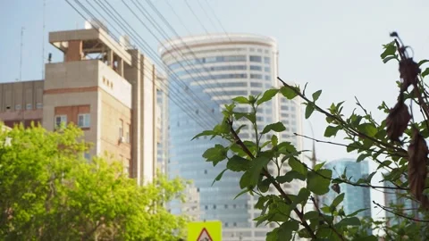 The leaves of the tree swing against the background of tall residential building 스톡 동영상 195179943