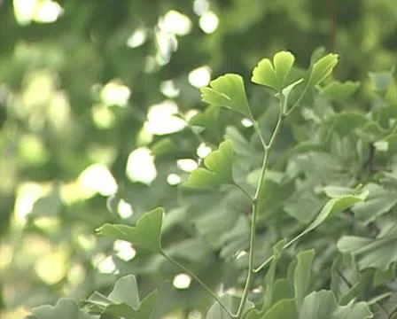 Leaves on tree top Video stock 10718022