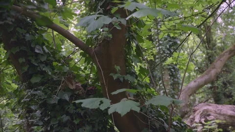 Leaves on tree trunk Vidéo 75493205