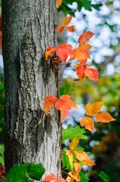 Leaves tree trunk Stock Photos