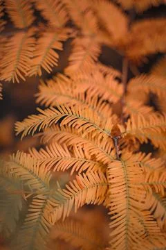 Leaves on a tree turning orange Stock Photos