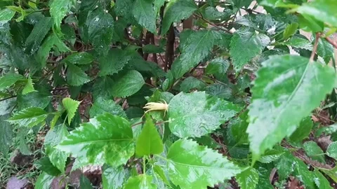 Leaves on a tree with water droplets when it raining Stock Footage 291793858