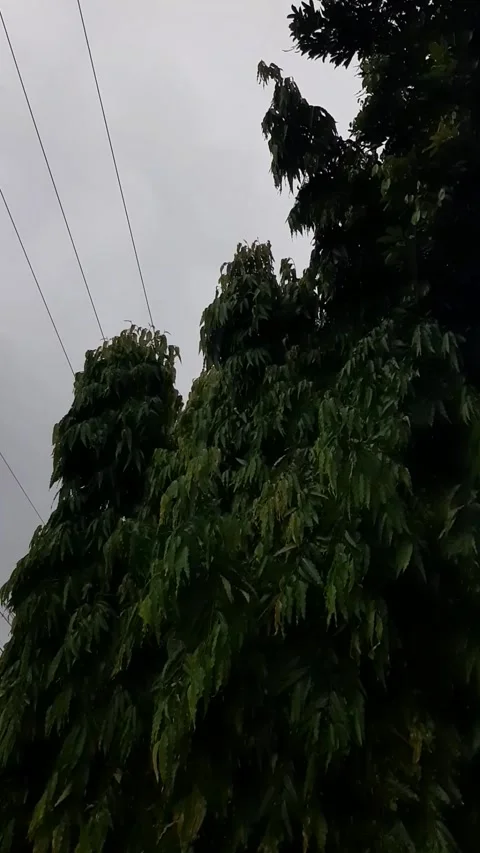 Leaves on a tree with water droplets when it raining Stock Footage 291793860