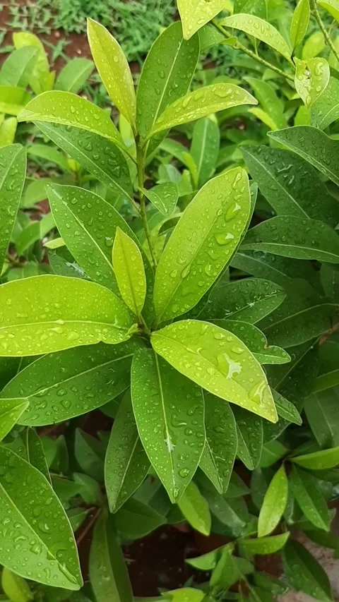 Leaves on a tree with water droplets when it raining Stock Footage 291794100