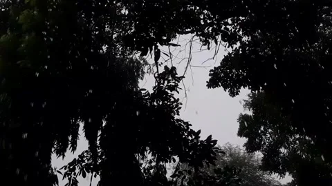 Leaves on a tree with water droplets when it raining Stock Footage 293112268