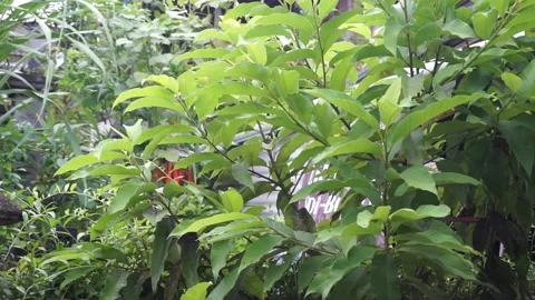 The leaves of the tree were blown by the strong wind. Vidéo 198678432