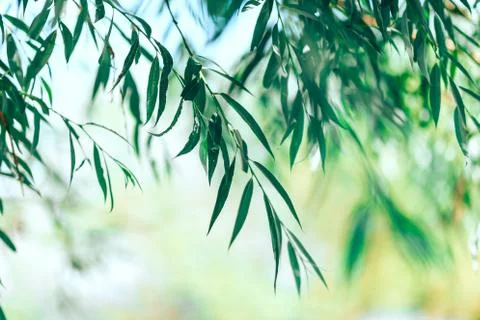Leaves of a tree a willow Stock Photos