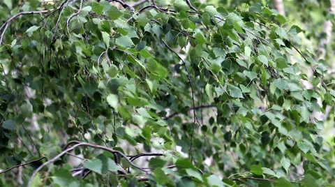 Leaves of a tree in the wind. Stock Footage 50486043