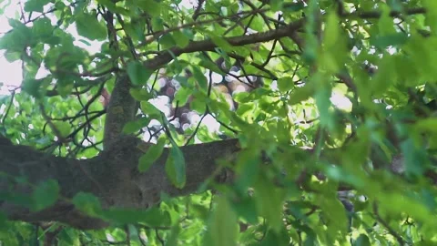 Leaves on a tree in the wind Stock Footage 229200075