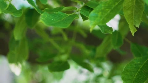 Leaves on a tree in the wind Stock Footage 229200083