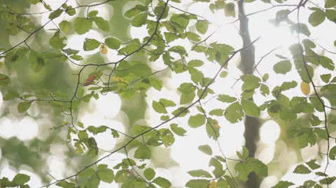 Leaves of a tree in the wind - sun fade out Stock Footage 36621767