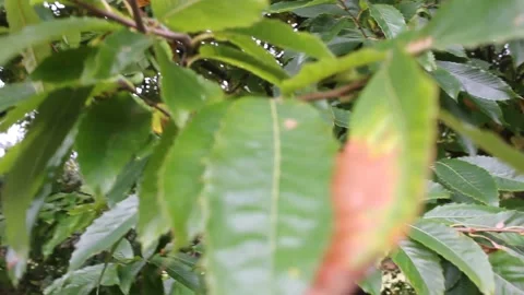 Leaves of a tree in a windy evening Stock Footage 234593551
