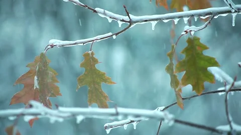 Leaves on a tree in winter like a Christmas tree2 Stock Footage 97593878