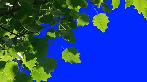 Leaves of Trees 1 Video stock 106101993