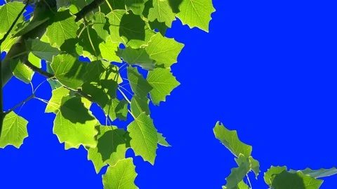 Leaves of Trees 2 Video stock 106101996