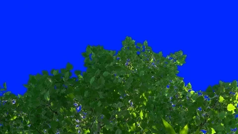 Leaves of Trees 3 Stock-Footage 106101998