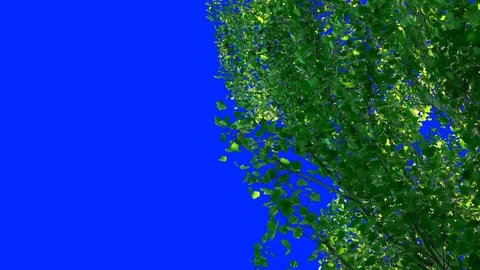 Leaves of Trees 4 Video stock 106102000