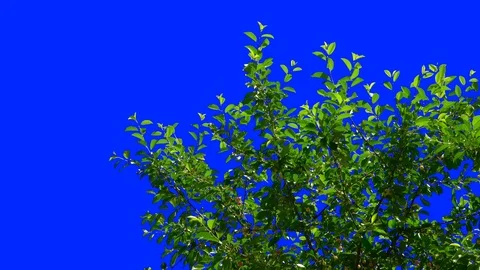 Leaves of Trees 5 Stock Footage 106102046