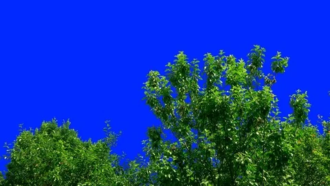 Leaves of Trees 6 動画素材 106102054