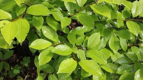Leaves of the trees after the rain Stock Footage 76926852
