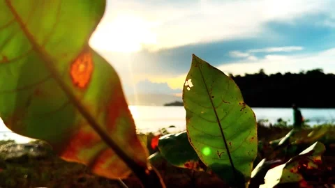 Leaves of trees and matari set on the sea Stock Footage 300680995