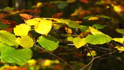 Leaves on trees in autumn Stock Footage 261259189