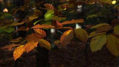 Leaves on trees in autumn Stock Footage 261259401