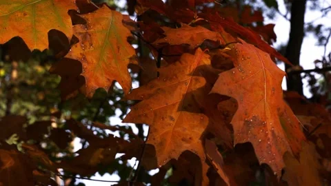 Leaves on trees in autumn Stock Footage 261259408