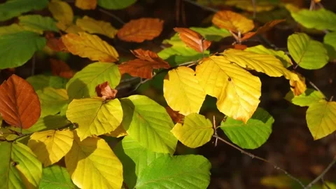 Leaves on trees in autumn Stock Footage 261259435