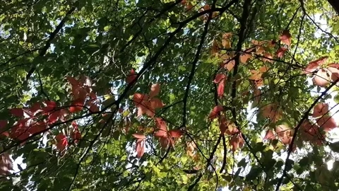 The leaves of the trees began to rust Stock Footage 141710078
