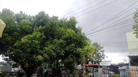 The leaves of the trees blown by the wind Stock Footage 215556070