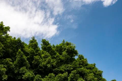 Leaves of trees with clouds Фото