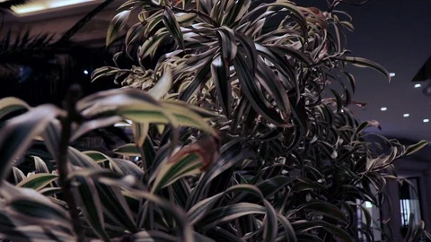 Leaves from trees Video stock 127360996