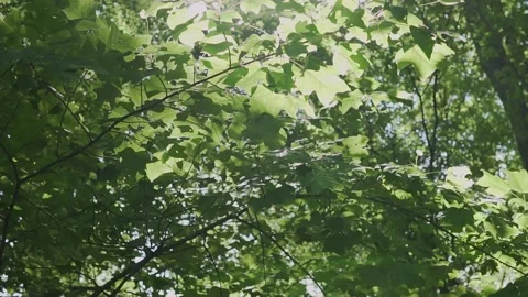 Leaves in the Trees Stock Footage 137872153