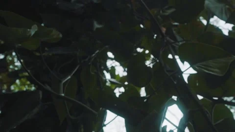 Leaves in the trees Stock Footage 151038940