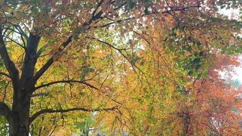 Leaves on Trees Video stock 254211116